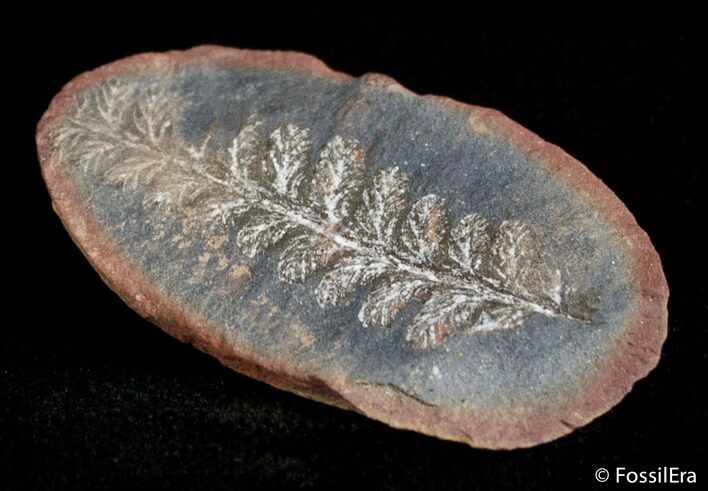 Fern Fossil From Mazon Creek - Million Years Old #2886